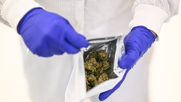 investment - cantourage ist ein kauf für mutige anleger – dank cannabis