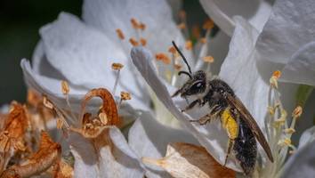 Urzeitliche Geheimnisse - 14,6 Millionen Jahre altes Bienenfossil in Neuseeland gefunden