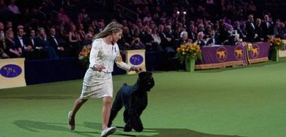 Westminster Dog Show: Riesenschnauzer Monty als Sieger gekürt