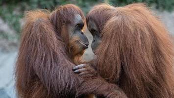 freikarten bei hagenbeck: tierpark startet aktion zum valentinstag