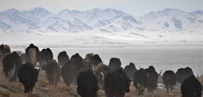 Artenvielfalt: So gestalten Tiere die Landschaften der Erde