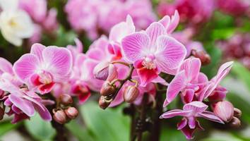 Geheimtipp - Überraschender Trick hilft, wenn die Orchidee nicht blüht