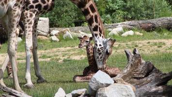 PETA fordert Ende der Giraffenhaltung im Berliner Zoo