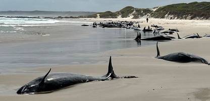 Australien: Mehr als 150 Delfine stranden an der Westküste Tasmaniens