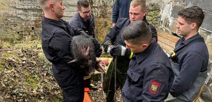 Hagen: Verletztes Hausschwein von Feuerwehr-Azubis aus Bach gerettet