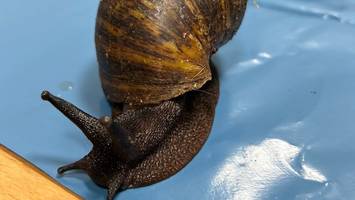 reisender wollte sie essen - zöllner stoppen mann mit 23 lebenden riesenschnecken am flughafen nürnberg