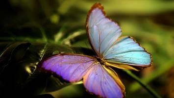 tragischer tod - junge (14) leidet nach injektion mit schmetterlingen höllenqualen und stirbt