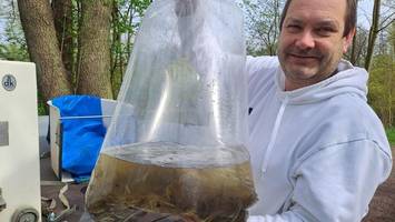 100.000 Meerforellen sollen von der Bille in die Nordsee wandern