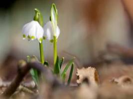 Wetterwoche im Schnellcheck: Der Frühling kommt nach Deutschland