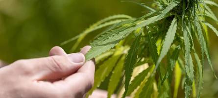 union will Änderungen beim cannabisgesetz