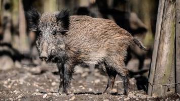 wildschwein greift drei menschen an – polizei erschießt tier