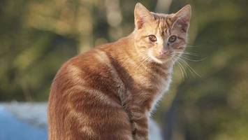 katzen am sachsenwald entführt – tierschützer sind in sorge