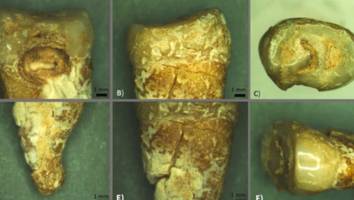 praxis der askese - forscher analysieren skelett in metallketten und erhalten überraschendes ergebnis