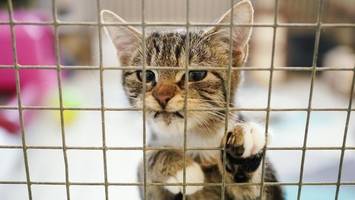 Gemeinde bei Hamburg droht Katzenhaltern – mit 5000 Euro Strafe