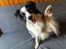 haustier zum täter geworden?: angeschossener mann macht seinen hund verantwortlich