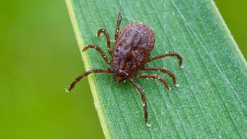 zecken fernhalten - diese 5 pflanzen vertreiben zecken aus ihrem garten