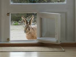 sachbuch „hase und ich“: hallo, du musst dein leben ändern