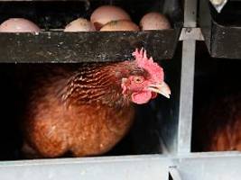 stolze preise zu ostern erwartet: usa erwägen hennen-impfung gegen eier-knappheit