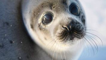 Waldbad und Co. - Tiervideos gegen Schmerzen - Forscher entdecken Nutzen von virtuellem Naturbesuch