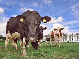 Trinke den Dreck nicht: Warum Briten massenweise Milch wegkippen