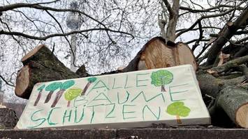 „skandalös“: land berlin will 555 bäume fällen
