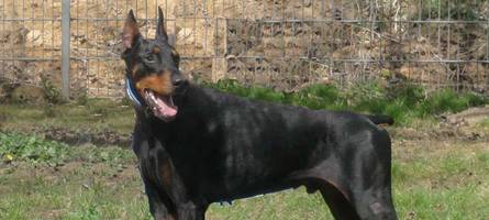 wenn hunde beißen: eine hundetrainerin klärt auf