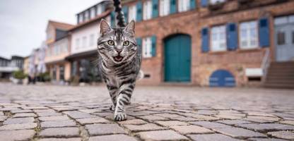 entführter kater dank tiktok wiedergefunden