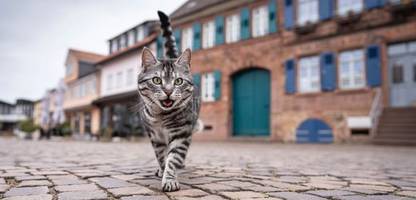 Entführter Kater dank TikTok wiedergefunden