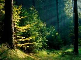 Grün ist gut für die Seele: Einfach sein: So kann Waldbaden Stress abbauen