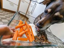 Früchte statt Fleisch: Kann man Hunde vegan ernähren - und wenn ja, wie?
Wie kann man Hunde vegan ernähren?