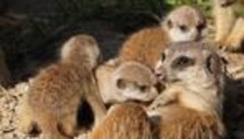 geburten im tiergarten: erdmännchen-mutter beyoncé hat nachwuchs zur welt gebracht