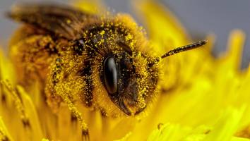 31 völker gestohlen - Über 11.000 euro schaden: „profidiebe“ klauen berlins bienen-hoffnung