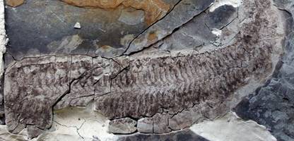 fossil »sue«: weicher kern perfekt erhalten, harte schale aufgelöst