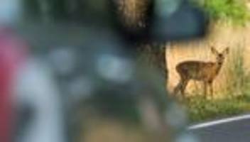 sommerzeit: zeitumstellung: polizei warnt vor wildunfällen