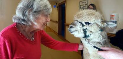 therapie mit tieren: alpakas zum kuscheln im pflegeheim in irland
