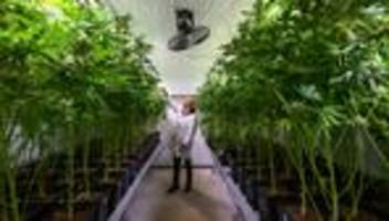 koalitionsverhandlungen: csu fordert abschaffung von cannabis-legalisierung