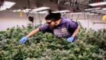 legalisierung: cannabis-anbauverein hat lange warteliste