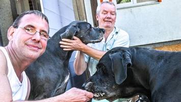 bau des neuen altenheims der tiere: „müssen uns durchkämpfen“