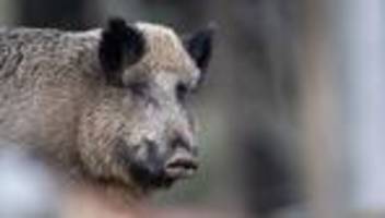wegen maul- und klauenseuche: nationalpark schließt wildschwein- und rothirsch-gehege