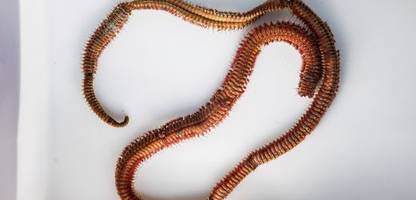 borstenwurm – was in karlsruhe und in anderen museen kurioses gefunden wurde