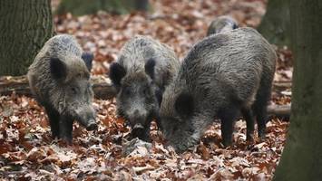 wildschwein-angriff: so schützen sie sich im ernstfall