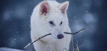 »dire wolf«-experiment im genlabor: forscher erschaffen ausgestorbenen schattenwolf, zumindest teilweise