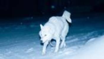 Hundeschlittenrennen in Grönland: Wo die Hunde wie Wölfe heulen