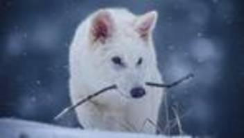 schattenwolf: kennen sie ihn aus game of thrones? der schattenwolf soll zurück sein