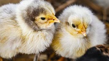 Wunder des Lebens in Berlin: Hier schlüpfen zu Ostern die Küken