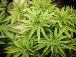 gesundheit: wissenschaftler geben drei empfehlungen für die cannabis-politik