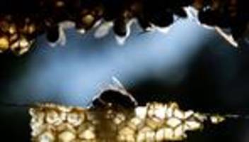tierseuche: faulbrut bei bienen: bislang ein ausbruch in hessen