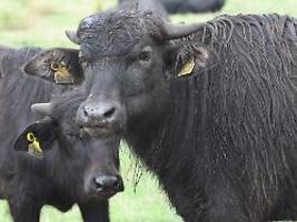 Sperrzone aufgehoben: Maul- und Klauenseuche in Brandenburg bezwungen