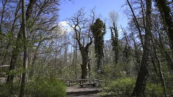 sorge um berlins ältesten baum – trockenschäden in der krone