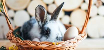 ostern: warum der osterhase mehr als nur eier bringt
